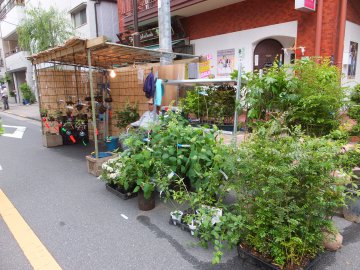 June   Planting City of Mt. Fuji