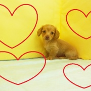 ★★Miniature Dachshund ★★