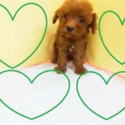 ★ ★ 　　Toy poodle 　　★ ★