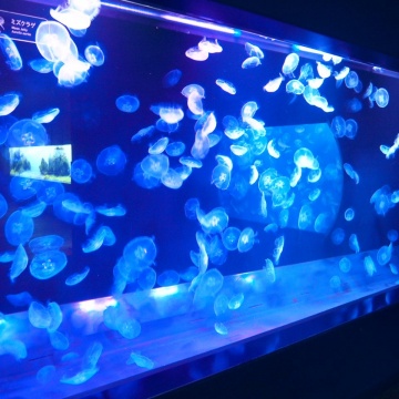 Sumida Aquarium紹介画像